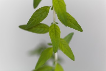Leaves of the verbena Lippia polystacha