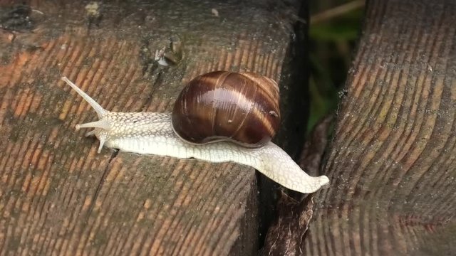 i suoni del biotopo