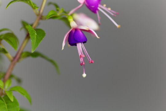 Macro photo of a blue and pink flower of a Fuchsia hybrid.