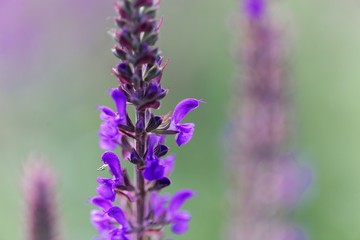 Obraz premium Flowers of the sage Salvia nermorosa ssp tesquicola