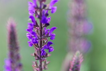 Flowers of the sage Salvia nermorosa ssp tesquicola