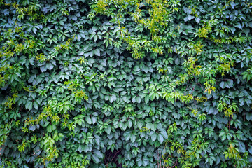 Fototapeta na wymiar Green ivy background. Fresh green leaves texture