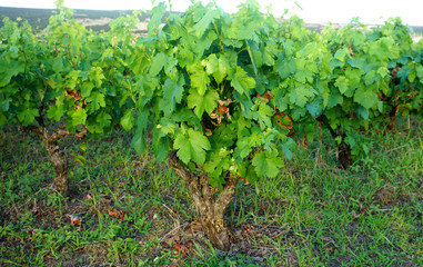 Fototapeta na wymiar Vineyard with green leaves treating with copper sulfate
