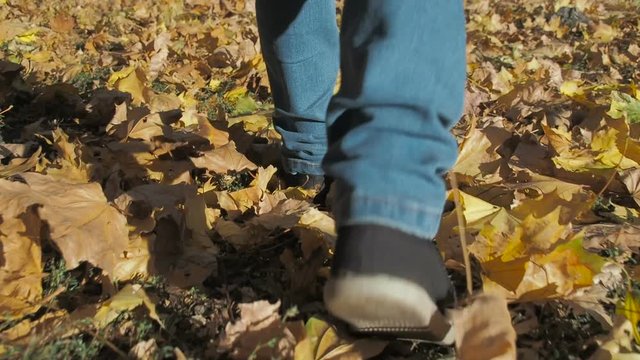 Walking in fallen leafs. Legs walking on autumn leaves.