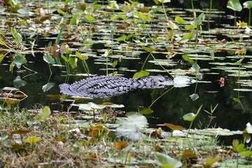 A lonely American alligator hides in a lily pad patch in a black water southern swamp.
