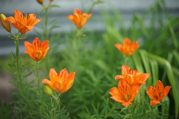 Orange lily flowers grow in the summer garden