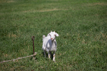 little goat in a meadow farming