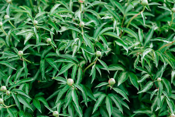 A Fire Ant crawling on a flower bud of a pink Peony, in the spring