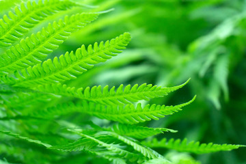 Green fern pattern background. Fresh green leaves texture