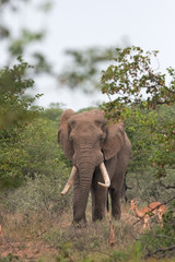 African bush elephant, loxodonta africana, Kruger national park