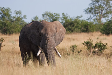 African bush elephant, loxodonta africana, Kruger national park