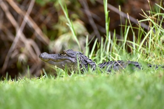 A young alligator soaks up some sun on the bank of a South Georgia swamp.