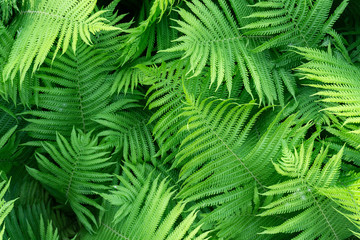 Fototapeta na wymiar Green fern pattern background. Fresh green leaves texture