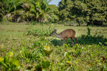 Veado rapido, arisco e esperto na natureza pela sobrevivência
