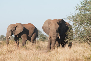 Naklejka na ściany i meble African bush elephant, loxodonta africana, Kruger national park