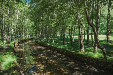 Stream running through a leafy grove in a sunny day