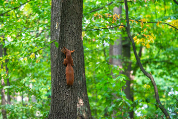 Young squirrel sitting on tree summer nature