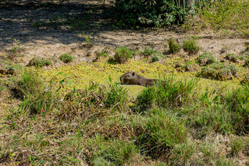 Capivara herbívora no habitat natural agua refresca