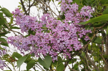 Purple lilac flowers, close up.