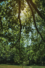 Branches full of green leaves on a forest in a sunny day