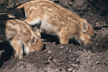 Wild piglets digging dirt
