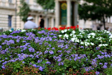 Fototapeta na wymiar Flowers in beautiful Zrinjevac park in central Zagreb, Croatia.