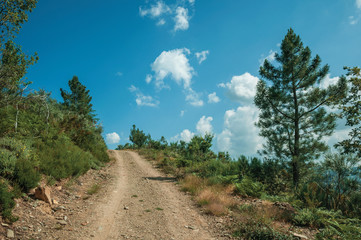 Fototapeta na wymiar Dirt road on hilly terrain covered by bushes and trees
