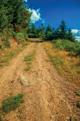Dirt road on hilly terrain covered by bushes and trees