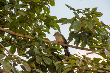 Ave exotica tropical beleza simplória 