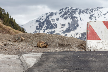 Murmeltier am Straßenrand der Serpentine in den Alpen