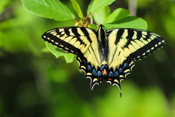 Yellow Swallotail Butterfly with honeysuckle 