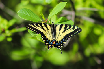 Yellow Swallotail Butterfly with honeysuckle 