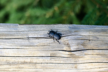 beetle creeps on a tree. wildlife, natural life. Insect