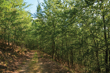 Dirt trail passing through green leafy beech forest