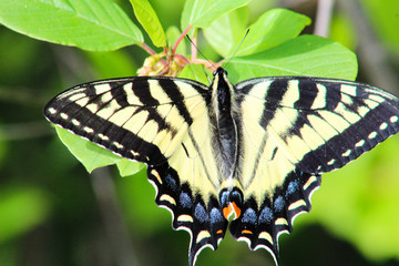 Yellow Swallotail Butterfly with honeysuckle 