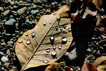 Water Droplets on fallen Autumn Leaf