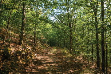 Dirt trail passing through green leafy beech forest
