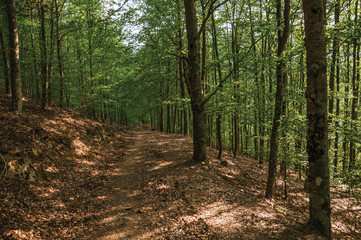 Dirt trail passing through green leafy beech forest