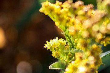 Yellow floral Bokeh with Ants