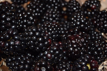 Black Berries
