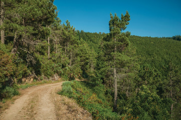 Dirt road on hilly terrain covered by bushes and trees