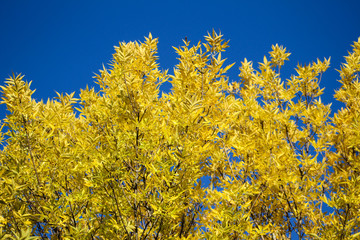 Fototapeta premium Autumn Tree and Sky