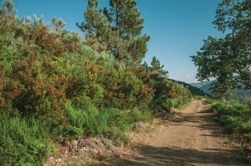 Fototapeta na wymiar Dirt road on hilly terrain covered by bushes and trees