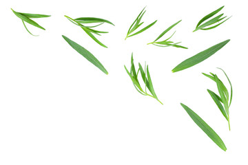 tarragon or estragon isolated on white background with copy space for your text. Artemisia dracunculus. Top view. Flat lay