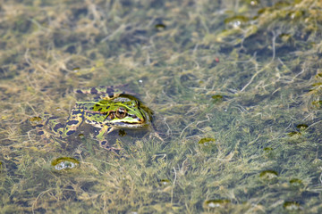 Frosch
