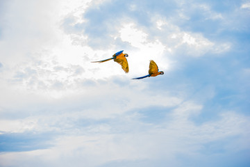 Parrots in the sky