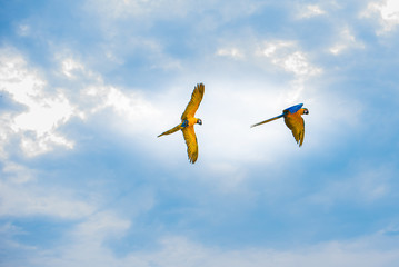 Parrots in the sky