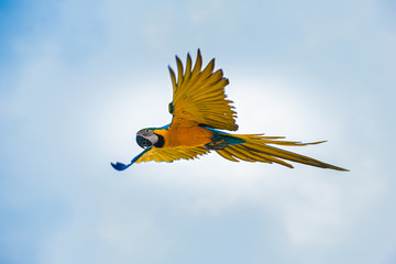 Parrots in the sky