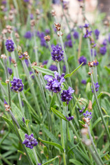 Lavender flower. Natural look of Lavender flowers Lavandula