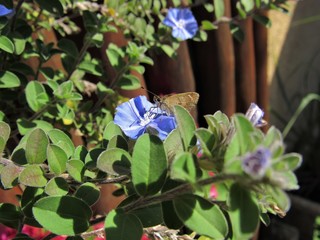 A borboleta na flor azul.